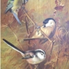 Archibald Thorburn